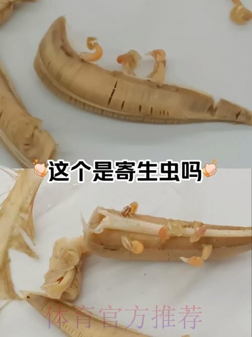 贝尔发文炮轰马卡报:我们都知道谁才是真正的寄生虫 贝尔发文炮轰马卡报:我们都知道谁才是真正的寄生虫